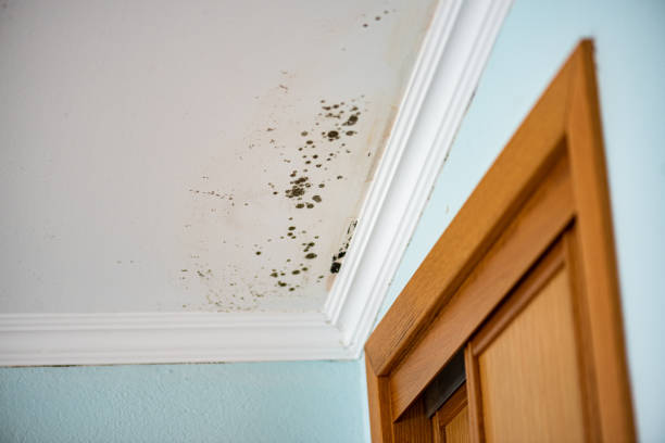 Best Mold Remediation for Schools in Ambridge, PA